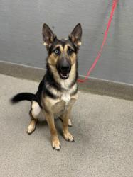 Shelter Stray Female Dog last seen Near BLOCK N TONOPAH DR, LAS VEGAS NV 89106, 655 N Mojave Rd, Las Vegas, NV 89101, USA