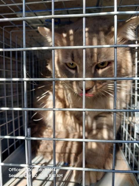 Shelter Stray Unknown Cat last seen Near BLOCK CARROLL ST, NORTH LAS VEGAS NV 89030, 655 N Mojave Rd, Las Vegas, NV 89101, USA