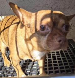 Shelter Stray Male Dog last seen Near BLOCK E TROPICANA AVE, LAS VEGAS NV 89109, 655 N Mojave Rd, Las Vegas, NV 89101, USA