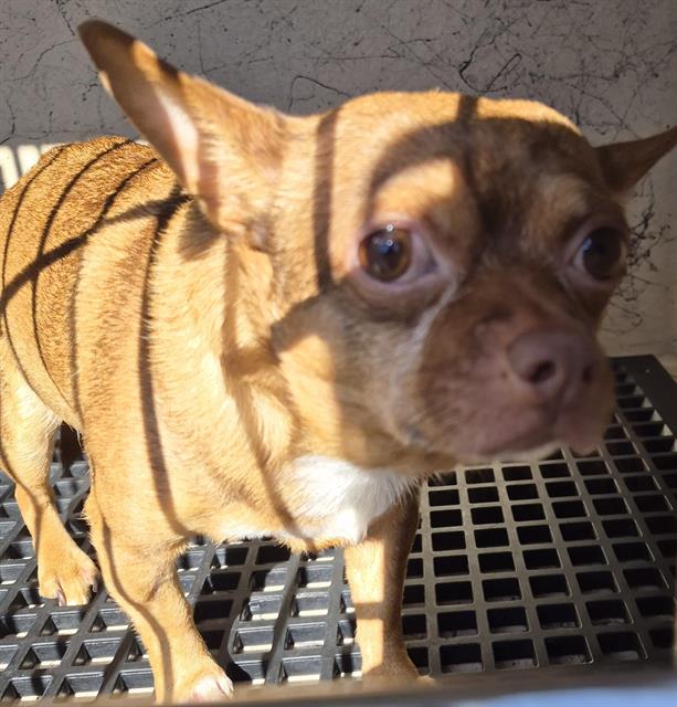 Shelter Stray Male Dog last seen Near BLOCK E TROPICANA AVE, LAS VEGAS NV 89109, 655 N Mojave Rd, Las Vegas, NV 89101, USA