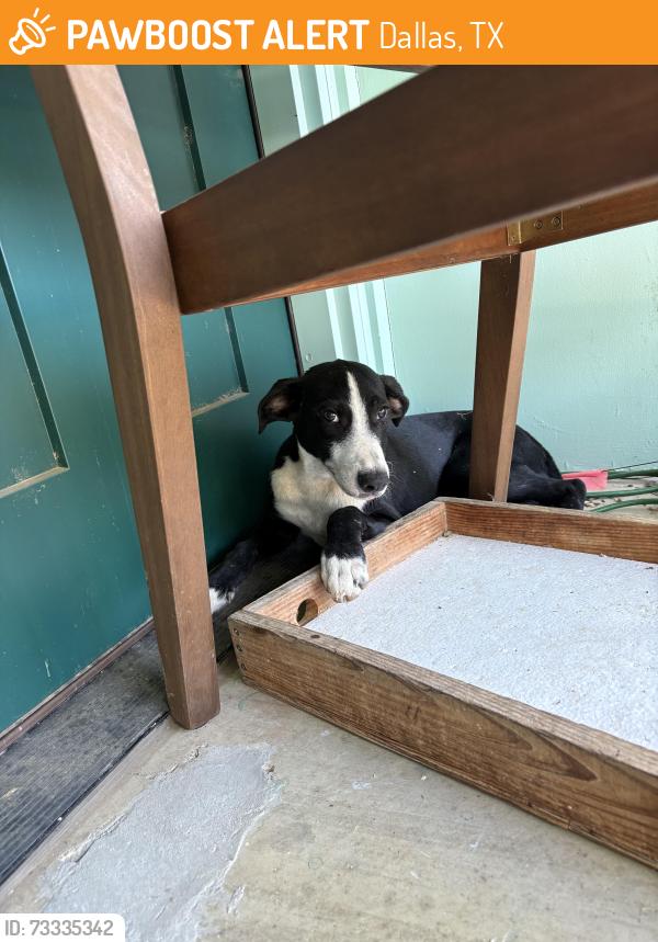 Found/Stray Unknown Dog last seen Marsh Lane & High Meadow, Dallas, TX 75244