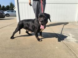 Shelter Stray Female Dog last seen Near BLOCK PALATKA ROAD, 3528 Newburg Rd, Louisville, KY 40218, USA