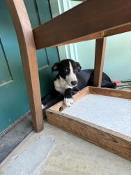 Found/Stray Unknown Dog last seen Marsh Lane & High Meadow, Dallas, TX 75244