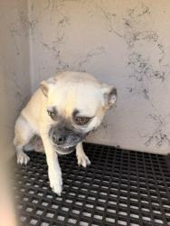 Shelter Stray Male Dog last seen Near BLOCK FLOWER AVE, NORTH LAS VEGAS NV 89030, 655 N Mojave Rd, Las Vegas, NV 89101, USA