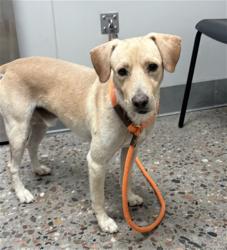 Shelter Stray Male Dog last seen N AVONDALE BLVD AND W MCDOWELL RD, 5501 E Van Buren St, Phoenix, AZ 85008, USA