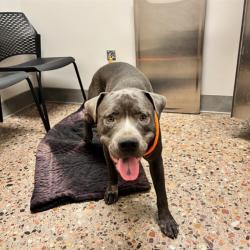 Shelter Stray Male Dog last seen 82ND ST/BOISE ST, 5501 E Van Buren St, Phoenix, AZ 85008, USA