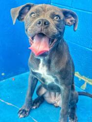 Shelter Stray Female Dog last seen HARVARD / OSWELL,BAKERSFIELD,CA, 201 S Mt Vernon Ave, Bakersfield, CA 93307, USA