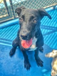 Shelter Stray Male Dog last seen Near BLK ASHE RD,BAKERSFIELD CA, 201 S Mt Vernon Ave, Bakersfield, CA 93307, USA