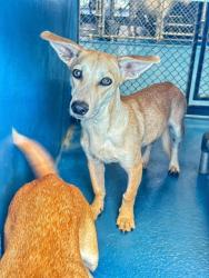 Shelter Stray Male Dog last seen ROSEDALE/COFFEE, BAKERFSIELD, 201 S Mt Vernon Ave, Bakersfield, CA 93307, USA