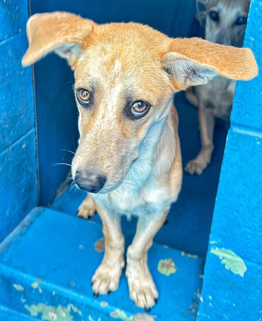 Shelter Stray Male Dog last seen ROSEDALE/COFFEE, BAKERFSIELD, 201 S Mt Vernon Ave, Bakersfield, CA 93307, USA