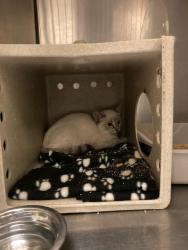 Shelter Stray Female Cat last seen Near BLOCK MIDDLE PARK, 4522 W 3500 S, West Valley City, UT 84120, USA