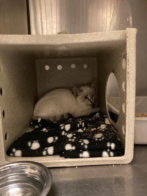 Shelter Stray Female Cat last seen Near BLOCK MIDDLE PARK, 4522 W 3500 S, West Valley City, UT 84120, USA