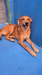 Shelter Stray Female Dog last seen Near BLK E WHITE LN, BAKERSFIELD, CA, 201 S Mt Vernon Ave, Bakersfield, CA 93307, USA