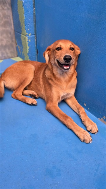 Shelter Stray Female Dog last seen Near BLK E WHITE LN, BAKERSFIELD, CA, 201 S Mt Vernon Ave, Bakersfield, CA 93307, USA