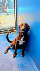 Shelter Stray Female Dog last seen Near BLK E WHITE LN, BAKERSFIELD, CA, 201 S Mt Vernon Ave, Bakersfield, CA 93307, USA