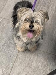 Shelter Stray Male Dog last seen THE GROVE APARTMENTS, 2080 S Quebec St, Denver, CO 80231, USA