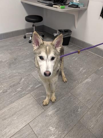 Shelter Stray Male Dog last seen CITY PARK, 17TH AND YORK, 2080 S Quebec St, Denver, CO 80231, USA