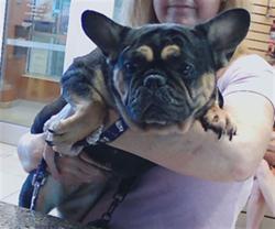 Shelter Stray Female Dog last seen MERSEYSIDE LOOP AND CONCORD STATION, 19640 Dogpatch Ln, Land O' Lakes, FL 34638, USA