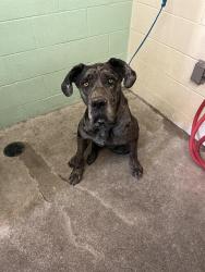 Shelter Stray Female Dog last seen 2ND ST & 29TH ST, 2127 Front St, Sacramento, CA 95818, USA