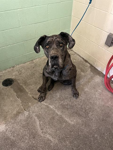 Shelter Stray Female Dog last seen 2ND ST & 29TH ST, 2127 Front St, Sacramento, CA 95818, USA