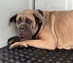 Shelter Stray Female Dog last seen MEADOWVIEW RD & 24TH ST, 2127 Front St, Sacramento, CA 95818, USA