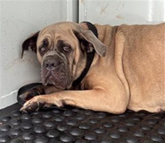 Shelter Stray Female Dog last seen MEADOWVIEW RD & 24TH ST, 2127 Front St, Sacramento, CA 95818, USA