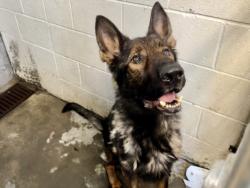 Shelter Stray Male Dog last seen , 11361 W Pico Blvd, Los Angeles, CA 90064, USA
