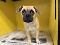 Shelter Stray Male Dog last seen , 3201 Lacy St, Los Angeles, CA 90031, USA