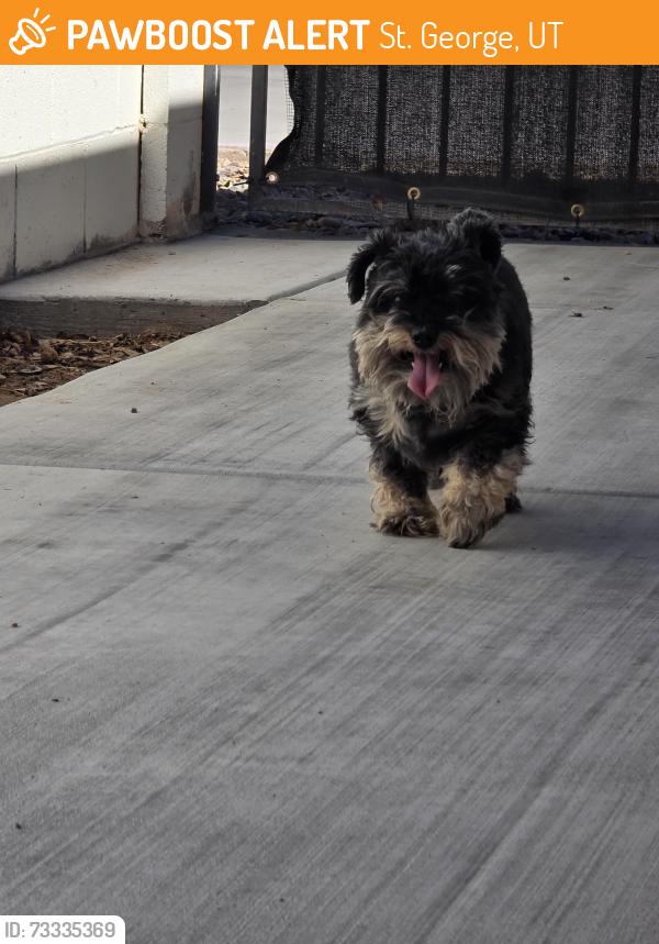Found/Stray Male Dog last seen Main street, St. George, UT 84770
