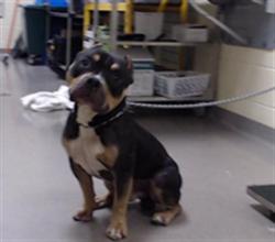 Shelter Stray Male Dog last seen W 1ST AVE & CHEROKEE ST DENVER CO 80223, 1241 W Bayaud Ave, Denver, CO 80223, USA