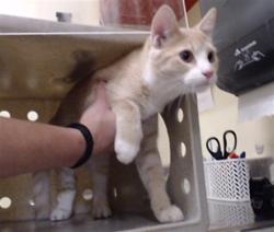 Shelter Stray Female Cat last seen Near BLOCK W BAYAUD AVE, DENVER CO 80223, 1241 W Bayaud Ave, Denver, CO 80223, USA