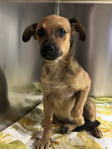 Shelter Stray Female Dog last seen Near BLOCK GAGE ST, BAKERSFIELD CA 93305, 3951 Fruitvale Ave, Bakersfield, CA 93308, USA
