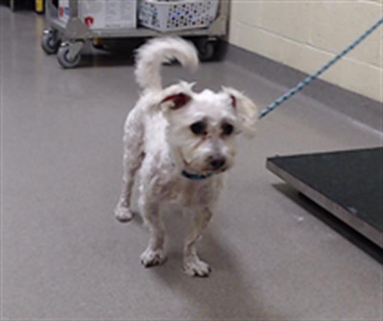 Shelter Stray Male Dog last seen GREEN VALLEY RANCH BLVD & KITTREDGE ST DENVER 80239, 1241 W Bayaud Ave, Denver, CO 80223, USA