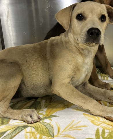 Shelter Stray Female Dog last seen Near BLOCK GAGE ST, BAKERSFIELD CA 93305, 3951 Fruitvale Ave, Bakersfield, CA 93308, USA