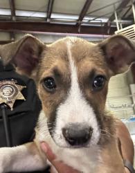 Shelter Stray Female Dog last seen Near BLOCK CAMINO REAL, BAKERSFIELD CA 93305, 3951 Fruitvale Ave, Bakersfield, CA 93308, USA