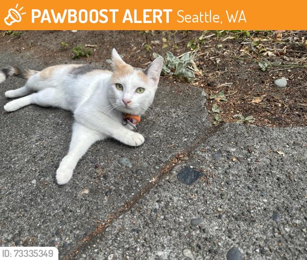 Found/Stray Unknown Cat last seen ne 55th st and 16th ave ne, Seattle, WA 98105