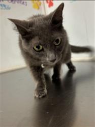 Shelter Stray Female Cat last seen Near BLOCK N VALLEYVIEW ST, WICHITA KS 67205, 3303 N Hillside St, Wichita, KS 67219, USA