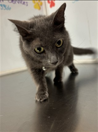 Shelter Stray Female Cat last seen Near BLOCK N VALLEYVIEW ST, WICHITA KS 67205, 3303 N Hillside St, Wichita, KS 67219, USA