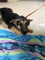 Shelter Stray Male Dog last seen Near BLOCK POOLEY DR, PERRIS, CA, 6851 Van Buren Boulevard, Jurupa Valley, CA 92509, USA