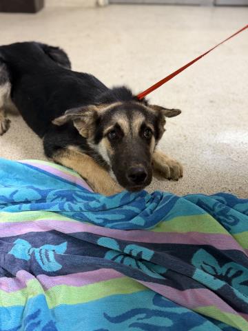 Shelter Stray Male Dog last seen Near BLOCK POOLEY DR, PERRIS, CA, 6851 Van Buren Boulevard, Jurupa Valley, CA 92509, USA
