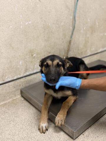 Shelter Stray Female Dog last seen Near BLOCK POOLEY DR, PERRIS, CA, 6851 Van Buren Boulevard, Jurupa Valley, CA 92509, USA