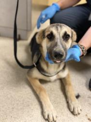 Shelter Stray Female Dog last seen Near BLOCK POOLEY DR, PERRIS, CA, 6851 Van Buren Boulevard, Jurupa Valley, CA 92509, USA