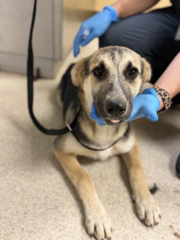 Shelter Stray Female Dog last seen Near BLOCK POOLEY DR, PERRIS, CA, 6851 Van Buren Boulevard, Jurupa Valley, CA 92509, USA