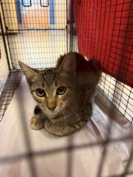 Shelter Stray Male Cat last seen LAS, 3599 NW 79th Ave, Doral, FL 33122, USA