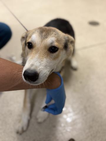 Shelter Stray Female Dog last seen Near BLOCK POOLEY DR, PERRIS, CA, 6851 Van Buren Boulevard, Jurupa Valley, CA 92509, USA
