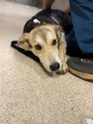Shelter Stray Female Dog last seen Near BLOCK POOLEY DR, PERRIS, CA, 6851 Van Buren Boulevard, Jurupa Valley, CA 92509, USA