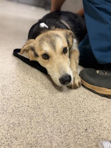 Shelter Stray Female Dog last seen Near BLOCK POOLEY DR, PERRIS, CA, 6851 Van Buren Boulevard, Jurupa Valley, CA 92509, USA