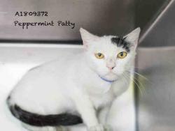 Shelter Stray Female Cat last seen , 14409 Vanowen St, Van Nuys, CA 91405, USA