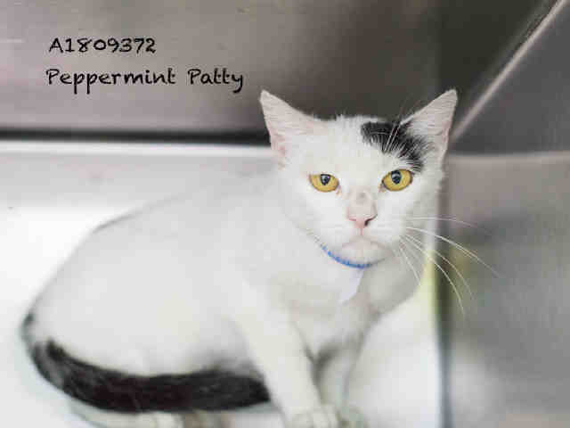 Shelter Stray Female Cat last seen , 14409 Vanowen St, Van Nuys, CA 91405, USA