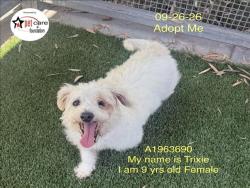 Shelter Stray Female Dog last seen , 1850 W 60th St, Los Angeles, CA 90047, USA